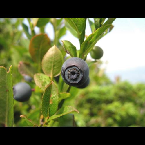 Vaccinium myrtillus L. &copy; VILLARET Jean-Charles