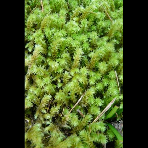 Rhytidiadelphus triquetrus (Hedw.) Warnst. © GARRAUD Luc