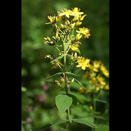 Hypericum hirsutum L. © PACHES Gilles