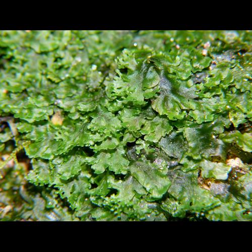 Pellia endiviifolia (Dicks.) Dumort. &copy; LEGLAND Thomas