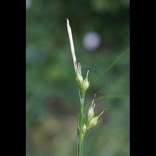 Carex depauperata Curtis ex With. © PACHES Gilles