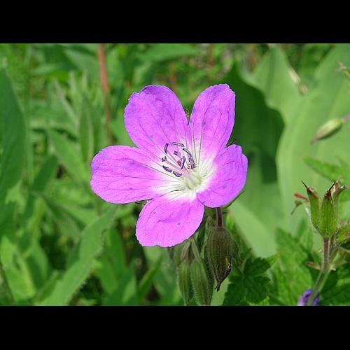 Geranium sylvaticum L. © VILLARET Jean-Charles