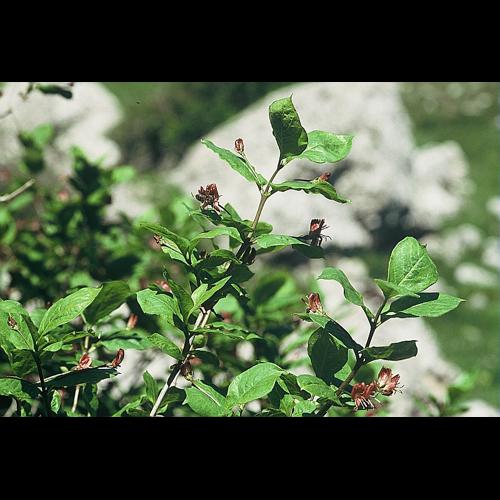 Lonicera alpigena L. &copy; DALMAS Jean-Pierre