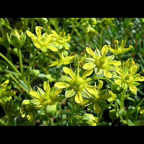 Saxifraga aizoides L. © VILLARET Jean-Charles