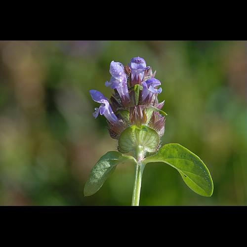 Prunella vulgaris L., 1753 © DALMAS Jean-Pierre