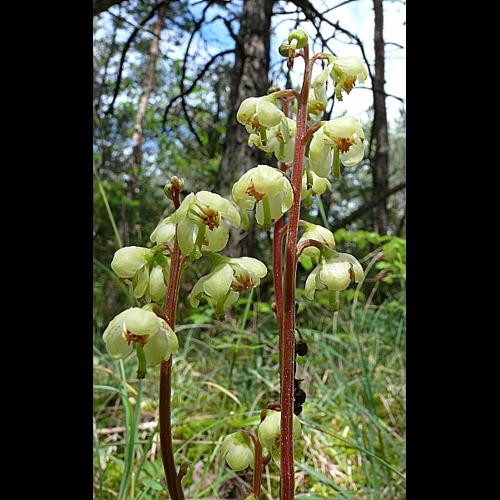 Pyrola chlorantha Swartz &copy; VILLARET Jean-Charles