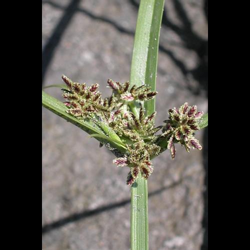 Cyperus fuscus L. © VILLARET Jean-Charles