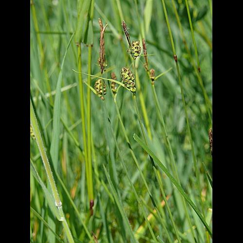 Carex tomentosa L. &copy; MIKOLAJCZAK Alexis