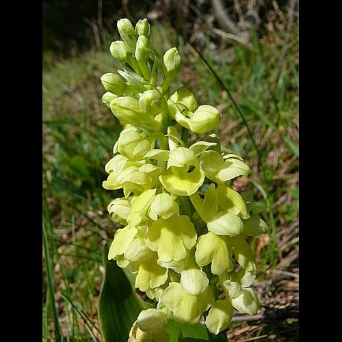 Orchis pallens L. &copy; VILLARET Jean-Charles
