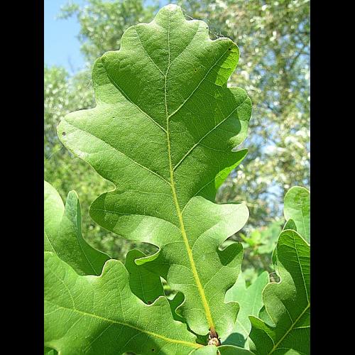 Quercus robur L., 1753 &copy; VILLARET Jean-Charles