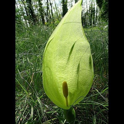 Arum italicum Mill., 1768 © VILLARET Jean-Charles