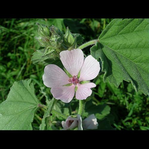 Althaea officinalis L. © VILLARET Jean-Charles