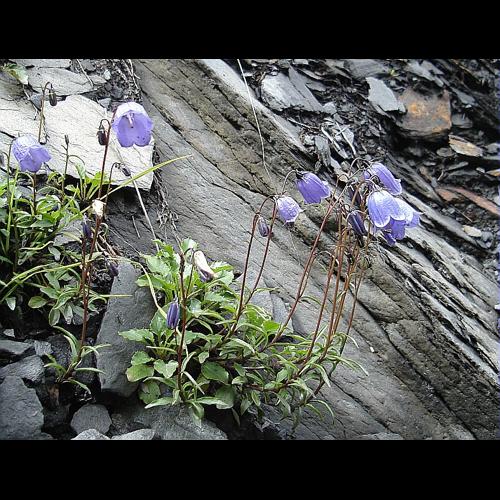 Campanula cochleariifolia Lam. &copy; GUITTET Jean