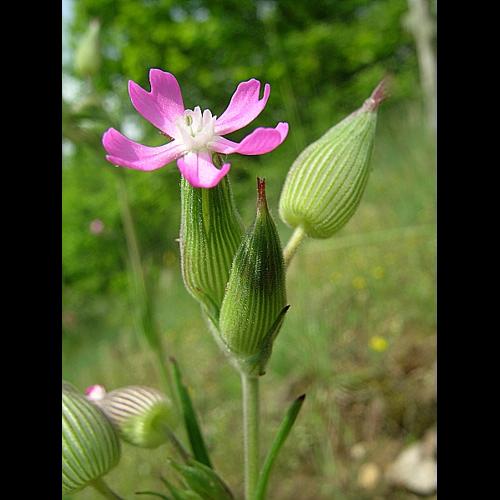 Silene conica L. subsp. conica &copy; VILLARET Jean-Charles