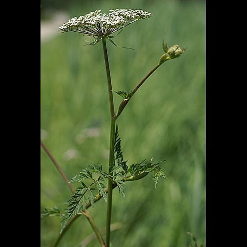 Thysselinum palustre (L.) Hoffm., 1814 © PACHES Gilles
