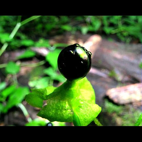 Cucubalus baccifer L., 1753 © VILLARET Jean-Charles