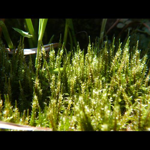 Calliergon giganteum (Schimp.) Kindb. © LEGLAND Thomas