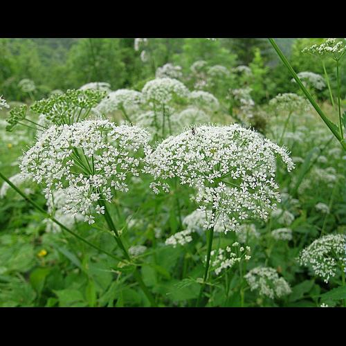 Aegopodium podagraria L., 1753 © VILLARET Jean-Charles