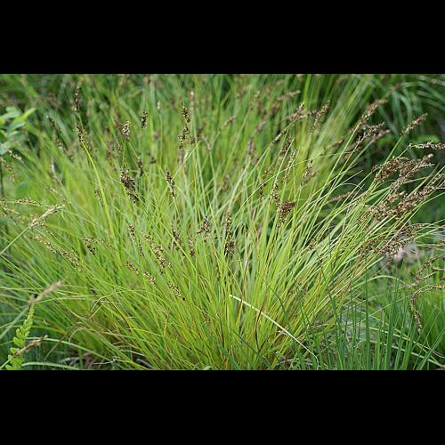 Carex elongata L. © PACHES Gilles