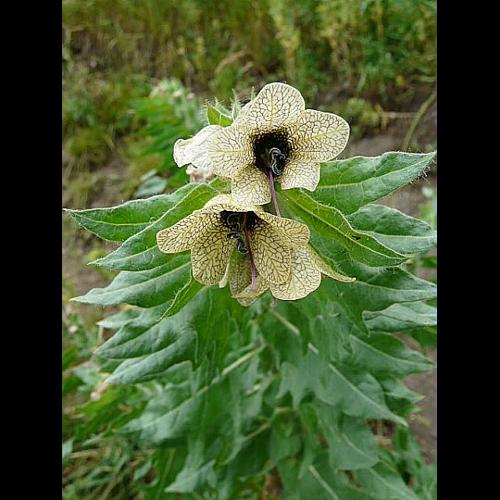 Hyoscyamus niger L. &copy; GARRAUD Luc