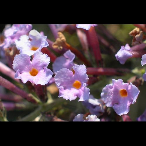 Buddleja davidii Franchet © VILLARET Jean-Charles