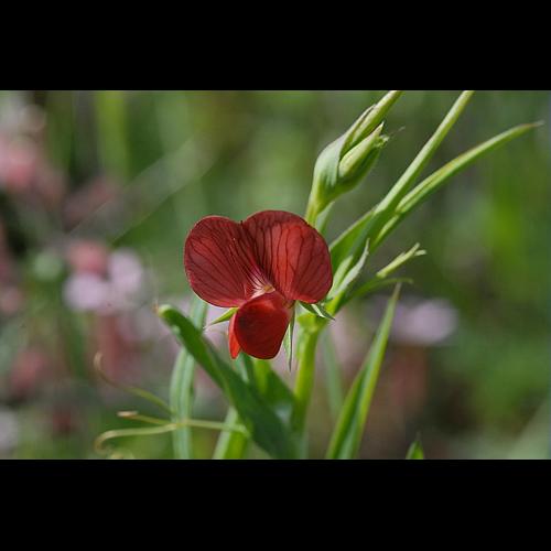 Lathyrus cicera L., 1753 &copy; DALMAS Jean-Pierre