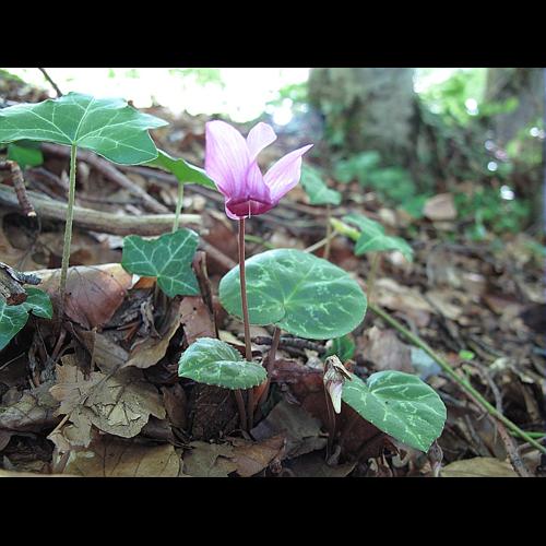 Cyclamen purpurascens Miller © BILLARD Gilbert