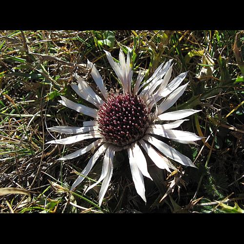 Carlina acaulis subsp. caulescens (Lam.) Schubler & G.Martens, 1834 &copy; BILLARD Gilbert