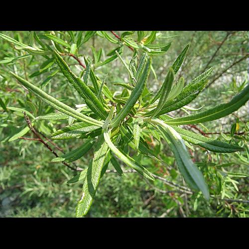 Salix elaeagnos Scop. subsp. angustifolia (Cariot) Rech. fil. © VILLARET Jean-Charles