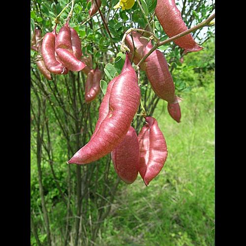 Colutea arborescens L., 1753 © VILLARET Jean-Charles
