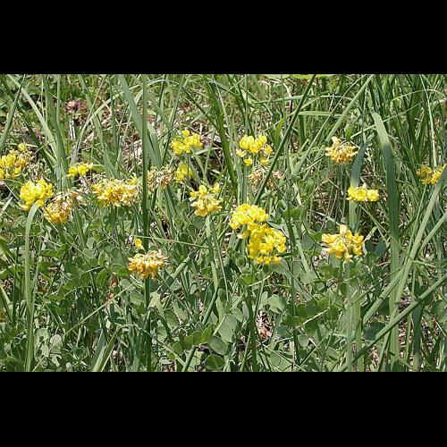 Coronilla coronata L., 1759 © VILLARET Jean-Charles