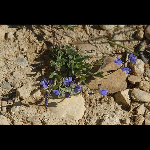 Polygala vulgaris L., 1753 © DALMAS Jean-Pierre