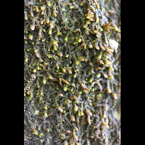 Frullania dilatata (L.) Dumort. &copy; LEGLAND Thomas