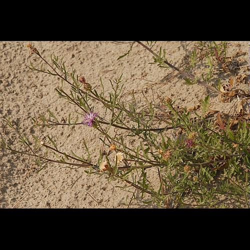 Centaurea aspera L., 1753 &copy; DALMAS Jean-Pierre