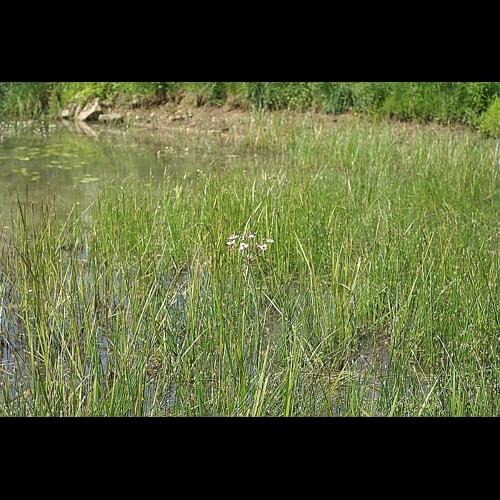 Butomus umbellatus L. © PACHES Gilles