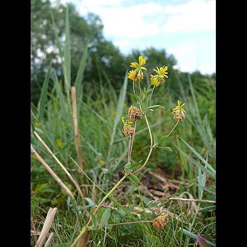 Trifolium patens Schreber © LEGLAND Thomas