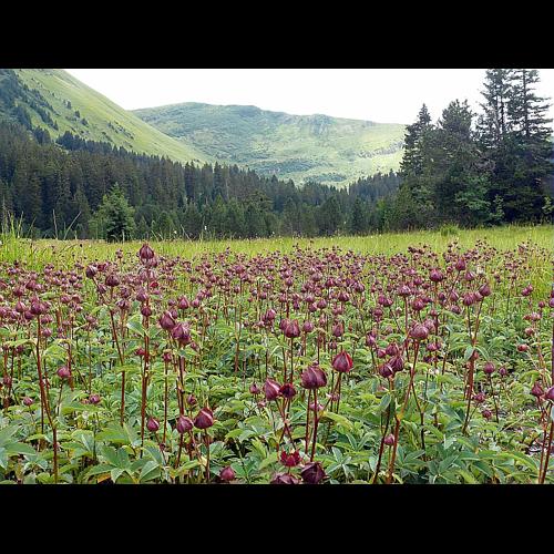Potentilla palustris (L.) Scop. © LEGLAND Thomas