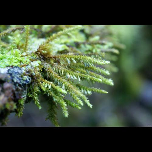 Cryphaea heteromalla (Hedw.) D.Mohr © LEGLAND Thomas