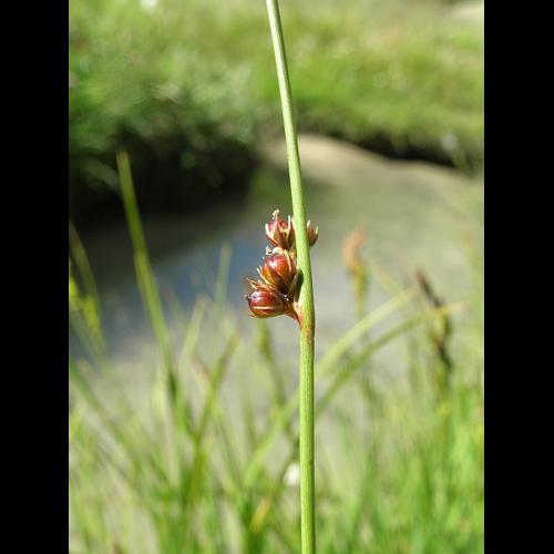 Juncus filiformis L. &copy; VILLARET Jean-Charles