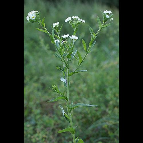 Erigeron annuus (L.) Desf., 1804 © PACHES Gilles