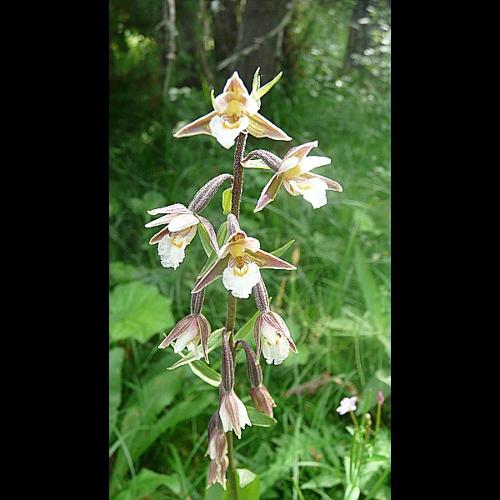 Epipactis palustris (L.) Crantz &copy; GARRAUD Luc