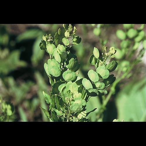 Thlaspi arvense L., 1753 © DALMAS Jean-Pierre