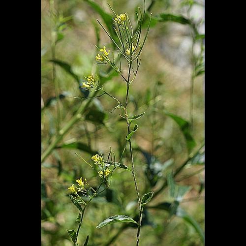 Sisymbrium strictissimum L., 1753 © PACHES Gilles