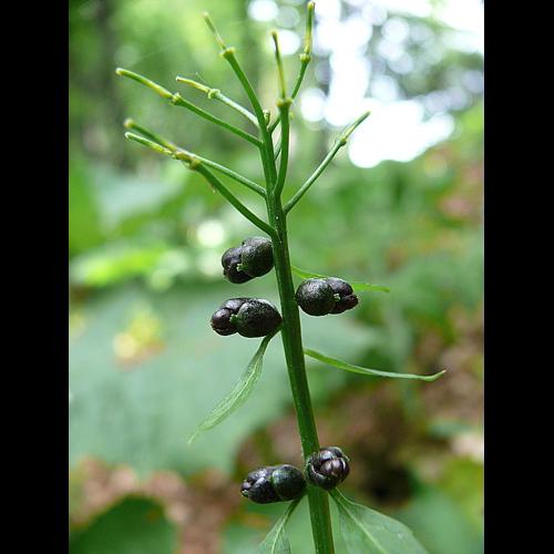 Cardamine bulbifera (L.) Crantz, 1769 © VILLARET Jean-Charles