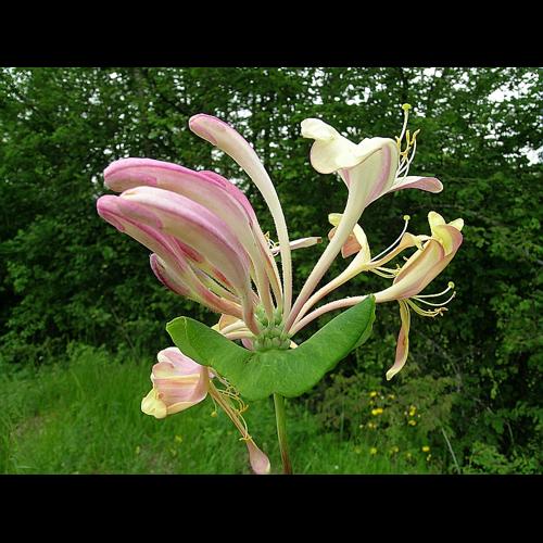 Lonicera caprifolium L. © VILLARET Jean-Charles