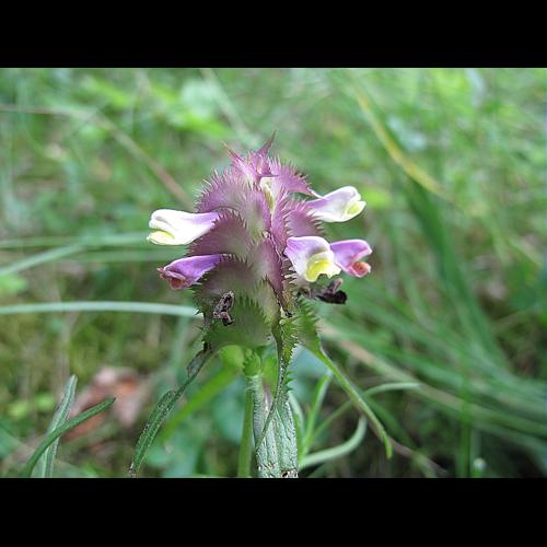 Melampyrum cristatum L., 1753 © BILLARD Gilbert