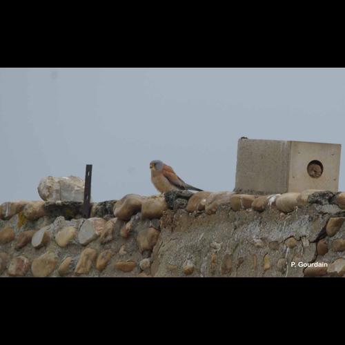 <i>Falco naumanni</i> Fleischer, 1818 © P. Gourdain