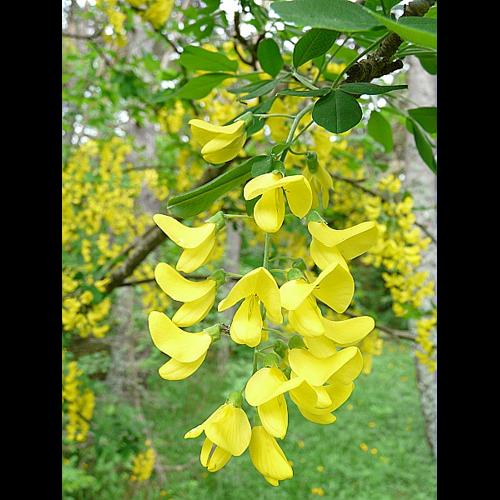 Laburnum anagyroides Medik., 1787 © GARRAUD Luc
