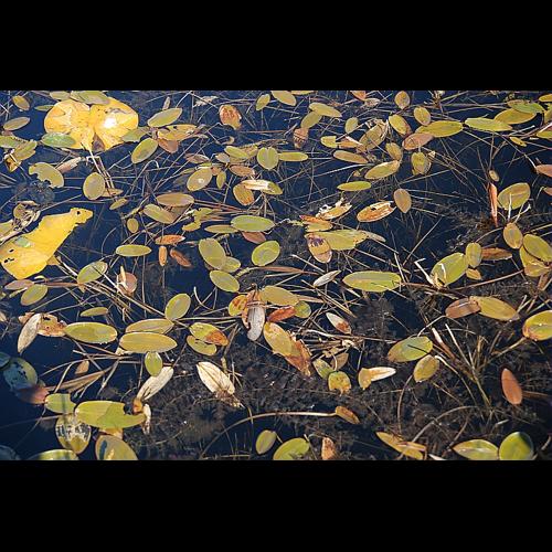 Potamogeton natans L. &copy; DALMAS Jean-Pierre