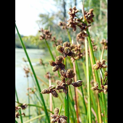 Schoenoplectus triqueter (L.) Palla © LEGLAND Thomas